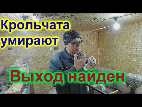 Видео: Пропойки, чистые клетки  А крольчата всё равно умирают  Вам сюда   Я нашёл причину