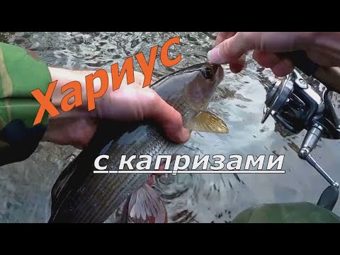 Видео: Ловля хариуса. Малая речка. Ноябрь.