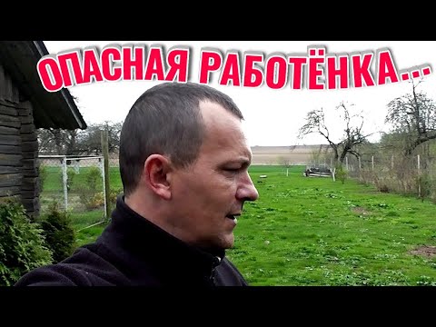 Видео: ОПАСНАЯ И ОТВЕТСТВЕННАЯ ДЕРЕВЕНСКАЯ РАБОТА, ЧУТЬ НЕ ПОСЕДЕЛ ВСЕ БОЛИТ...