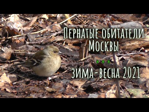 Видео: Дневник наблюдений за птицами.