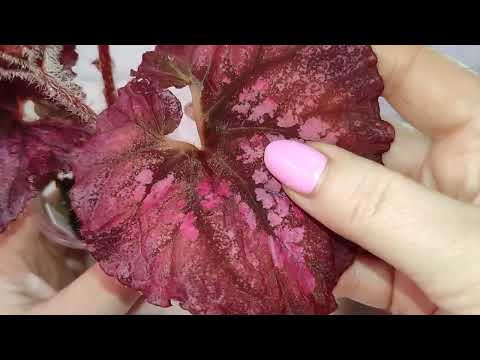 Видео: 1 часть. Придумываем  имена для сеянцев!