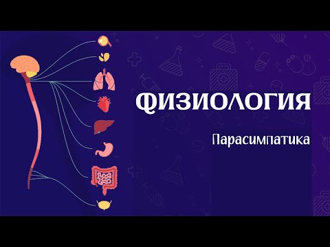 Видео: Физиология вегетативной нервной системы (часть 2) | Парасимпатика