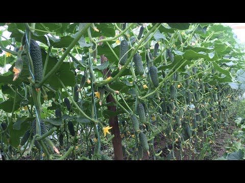 Видео: Огірок Арктіка.Та помідор Мамстон обзор