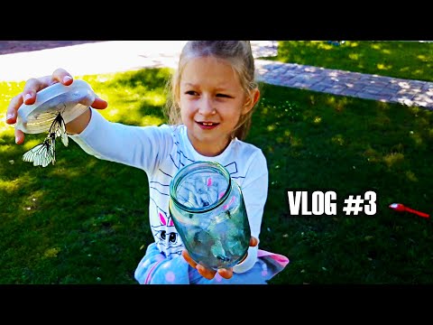 Видео: МНОГО БАБОЧЕК! Как поймать бабочку капустницу. VLOG #3