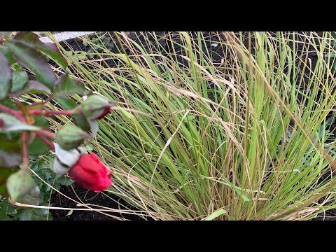 Видео: Пенисетум и другие…