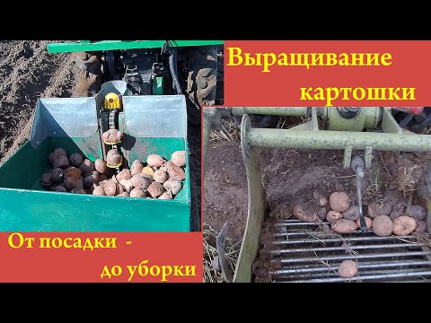 Видео: Выращивание картошки. От посадки до уборки (2019).