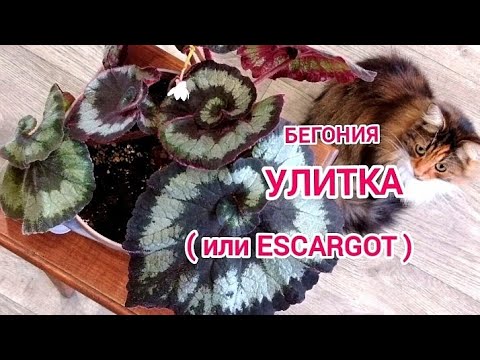 Видео: Бегония "Улитка" или  "Escargot".Декоративно-лиственные бегонии/ Begonia