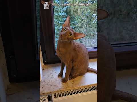 Видео: Несостоявшаяся охота Шанель ☺️🪰 #cat #funny #comedy #orientalcat