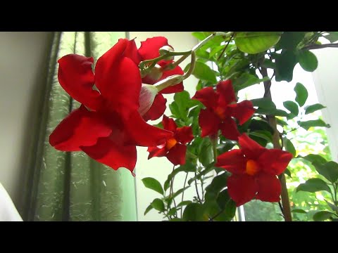 Видео: 🌿 Как вырастить Красивую Дипладению 🌺