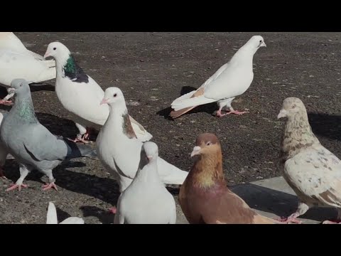 Видео: antique Аrmenian pigeons