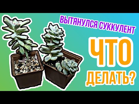 Видео: Что делать если суккулент вытянулся?