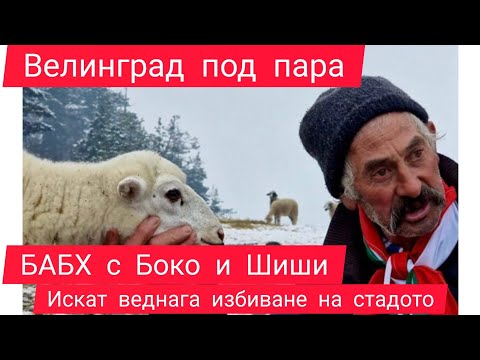 Видео: Шиши и Бойко на крачка да унищожат стадото на Бай Рибан във Велинград!