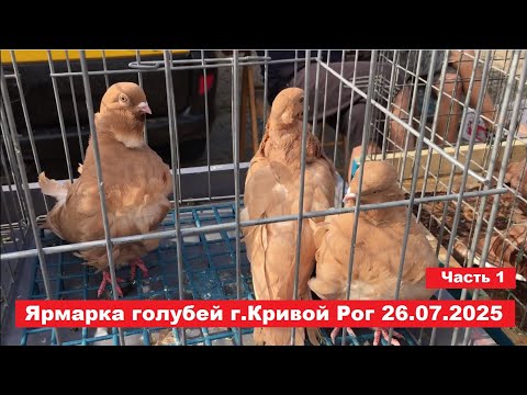 Видео: Ярмарка голубей и декоративных птиц г. Кривой Рог 26.07.2025. Часть 1