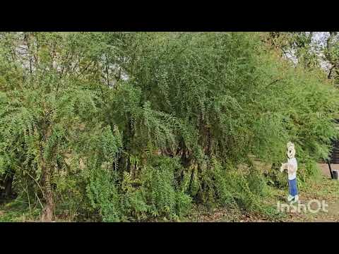 Видео: В Ботаническом саду в ноябре.