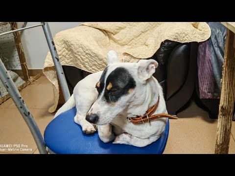 Видео: Новенький в приюте. И снова предательство.. #спасение 