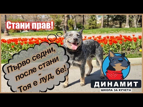 Видео: Команда "стани"