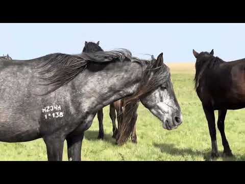 Видео: Жылқыларым #жылқы #көктем #ақмола #бие #құлын #айғыр #шаруашылық