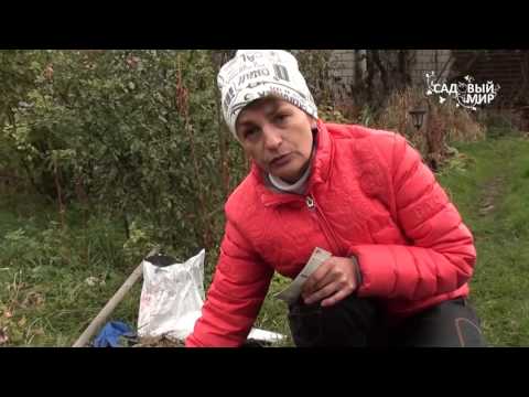 Видео: Подзимний посев. Сеем морковь под зиму.  Сайт "Садовый мир"