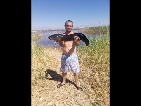 Видео: Змееголов 07.07.2018    Новые места