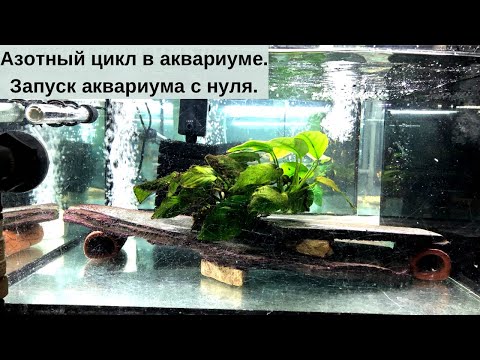 Видео: Идеальный старт аквариума: всё о биологии и азотном цикле.