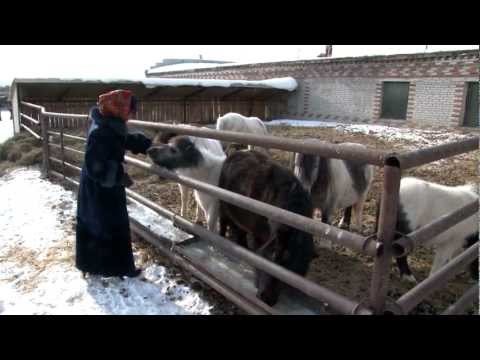 Видео: НОВОСИБИРСКАЯ ОБЛАСТЬ-Коченевский район