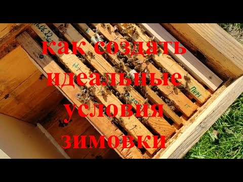 Видео: 29.10.2024г. ИЗОЛЯЦИЯ МАТОК В ГОДОВОМ ЦИКЛЕ !!! УТЕПЛЕНИЕ И ВЕНТИЛЯЦИЯ ЗИМУЮЩЕГО КЛУБА !!!