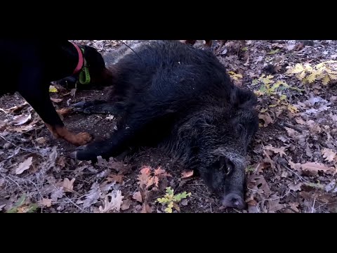 Видео: Слуката на председателя