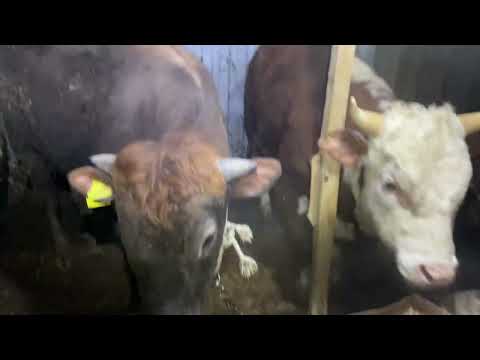 Видео: Бордақы бұқалар, бидай әкелдім