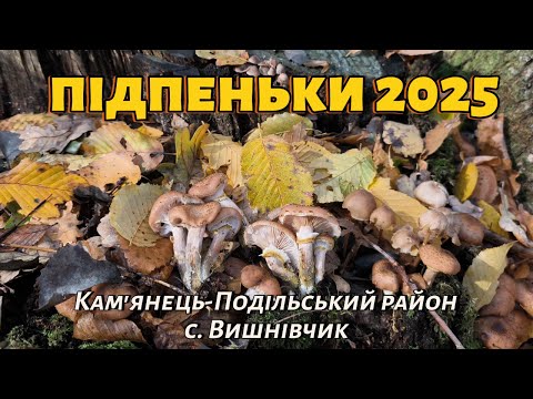 Видео: Підпеньки у лісі. Де білі і підосиновики?