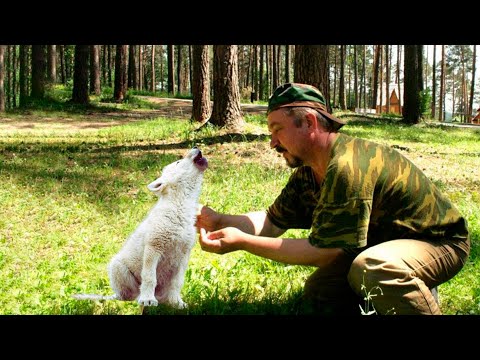 Видео: Одинокий ВОЛЧОНОК был на грани гибели, но отшельник дал ему шанс на жизнь