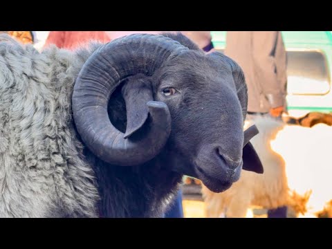 Видео: ХОРАЗМ ҚЎЙ ҚЎЧҚОР БОЗОРИ… ШОВОТ 29-октября 2025 г.