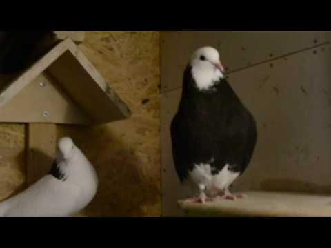 Видео: ПЕРМСКИЕ ГРИВАКИ. МОЙ ПИТОМНИК