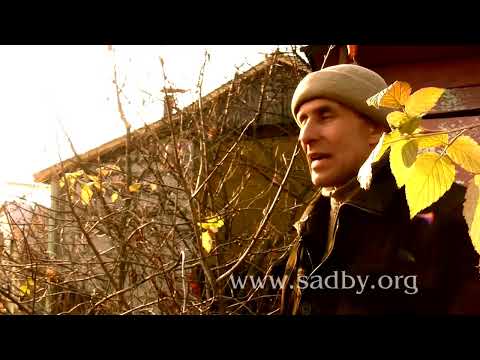 Видео: Как правильно обрезать черноплодную рябину: подробное руководство 🍇✂️ Арония