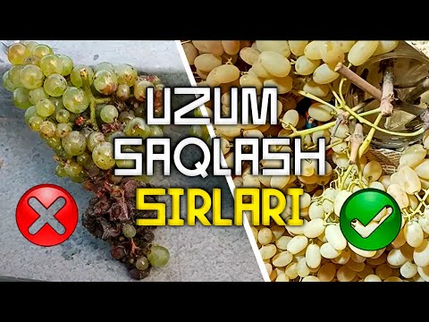 Видео: Bakalashka usulda uzum saqlash sirlari. | Бакалашка усулида узум сақлаш сирлари.