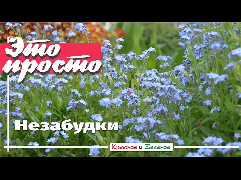 Видео: Незабудка. Вы влюбитесь навсегда!