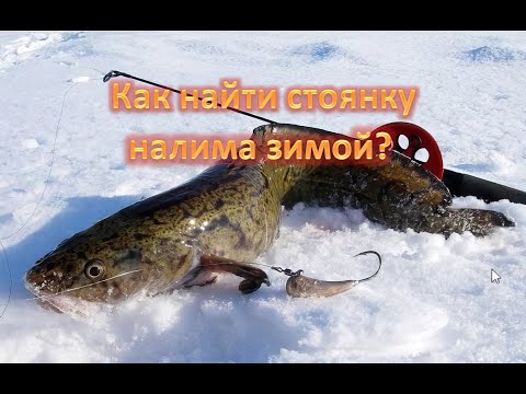 Видео: Как найти стоянку налима зимой. Особенности ловли налима!