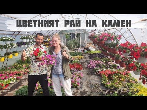 Видео: #134 Работа на село - Цветята на Камен от село Орешник | Живот на село - фермерите на Сакар