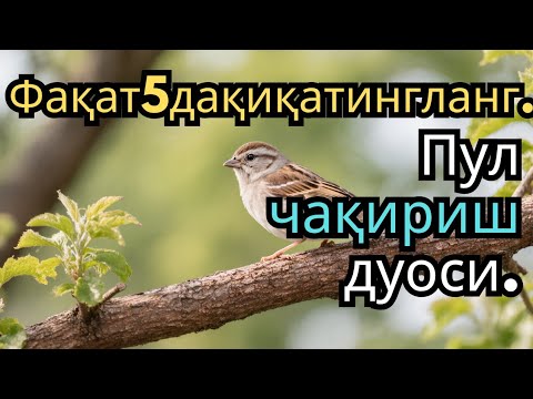 Видео: 🔴ИншоАллоҳ! Эндигина қўйганимда, Пул ростдан ҳам ўзи хонага келди ✅ Тез бойиш дуоси| Po