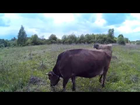 Видео: .Практика запуска коровы перед отелом