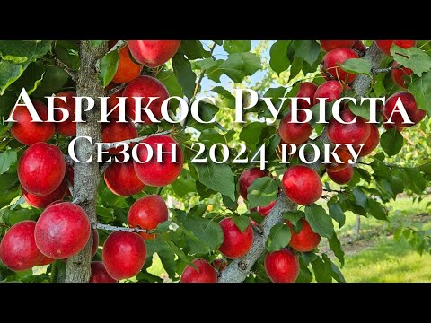 Видео: Абрикос Рубіста як завжди красуня.