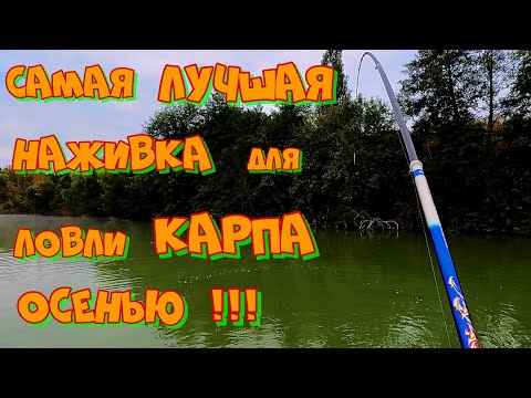 Видео: Ловля БОЛЬШИХ КАРПОВ ОСЕНЬЮ . Рыбалка на боковой КИВОК по холодной воде !