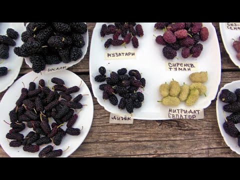 Видео: 12 сортов шелковицы!! /Самая крупная/ и самая вкусная /Обзор на 02.07.2023