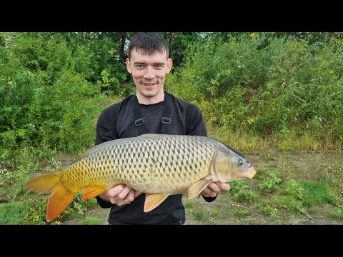 Видео: Ловля сазана на реке! Самая долгожданная рыбалка в жизни.