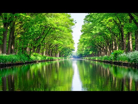 Видео: Музыка для сна и релаксации 🌿успокаивающее пианино и расслабляющая музыка