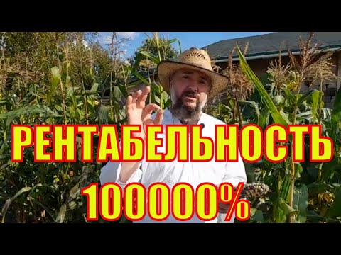Видео: Миллион на кукурузе. Рентабельность 100000%