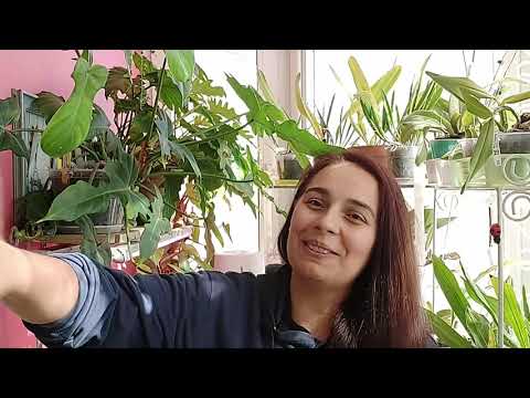 Видео: Филодендроны: уход.