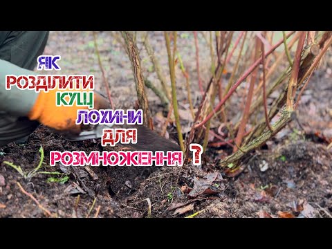 Видео: Як розділити кущ лохини для розмноження?