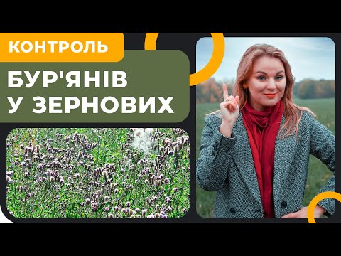 Видео: ПРОБЛЕМНІ БУР'ЯНИ ОЗИМИХ. ЧИМ ЗАБРАТИ?