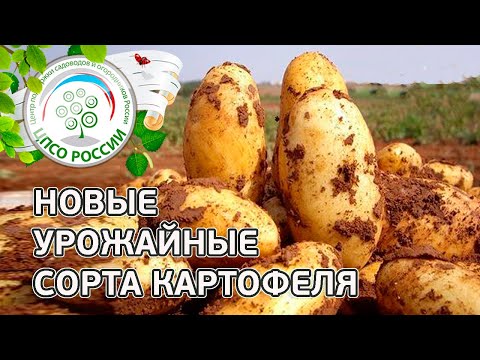 Видео: Сорта картофеля. Описание проверенных урожайных сортов картофеля.