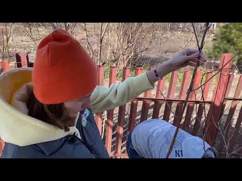 Видео: Весенняя обрезка ремонтантной малины | Богатый урожай малины